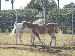 shamal found a mud pit