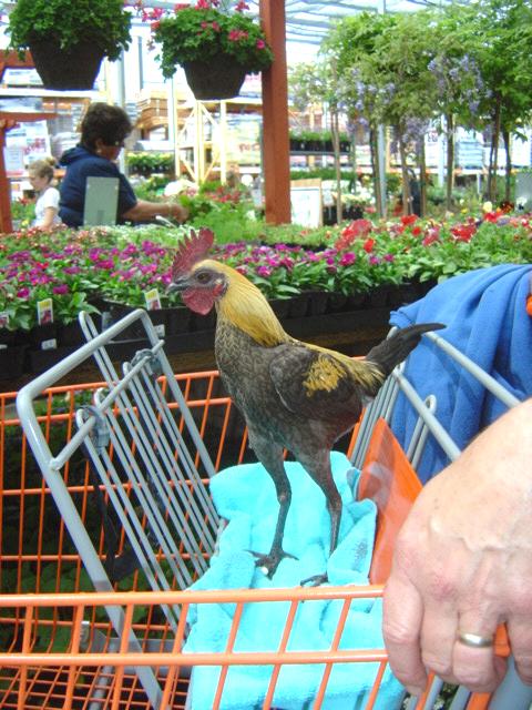 Picking out flowers at Home Depot