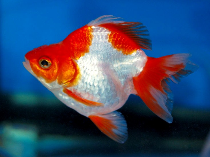Ryukin Goldfish