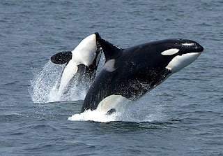 killer whales