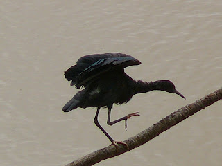 black heron