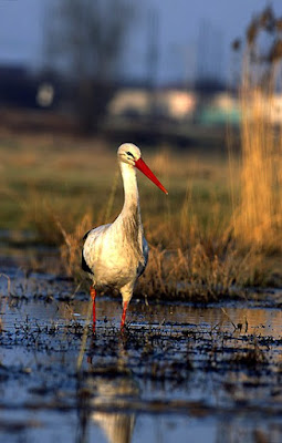 white stork in Kazakhstan