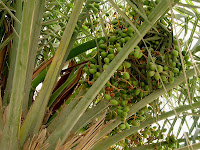raw dates fruit