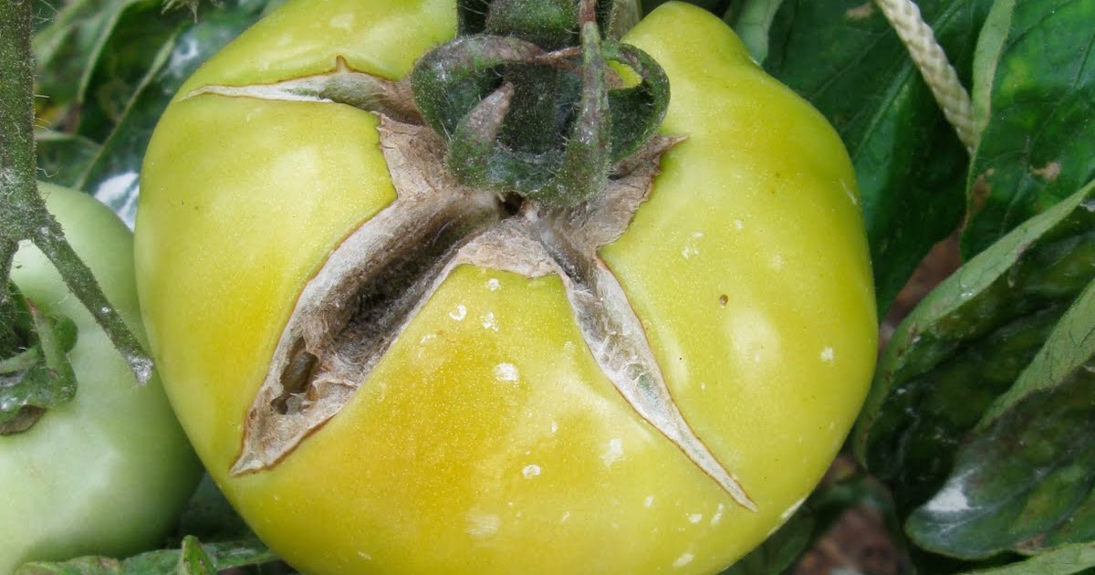 Growing Tomatoes in South Florida Tomatoes Splitting