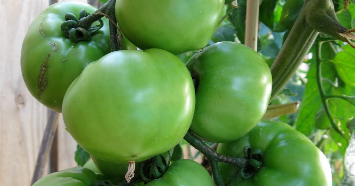 Growing Tomatoes in South Florida The End of the Year