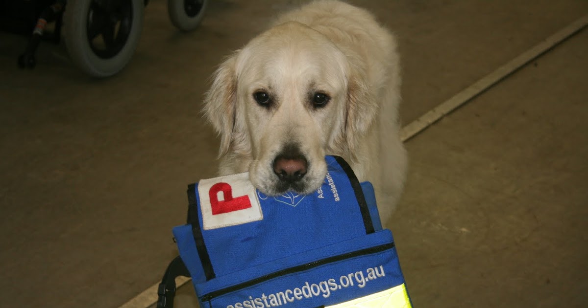 Dog Blog, Dog Handling, Dog Community, Dog Photos, Dog Video