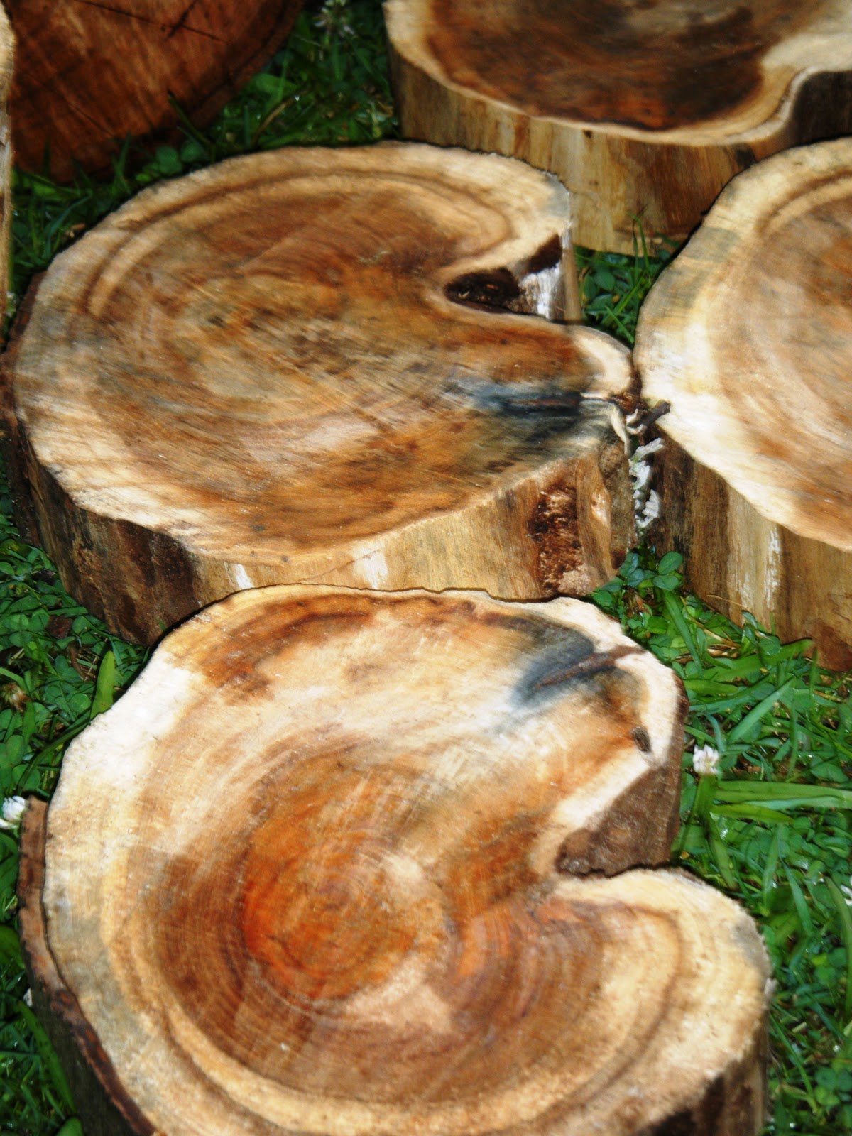 let the children play tree cookies (or tree biscuits or tree disks)