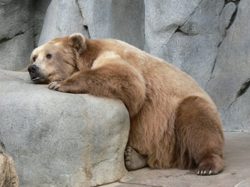 [sad_bear_500.jpg]