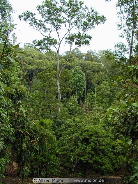 Animals In Rainforest Biome. dangerous animals in rainforest. Animals In Rainforest Biome.