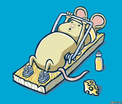rat working out
