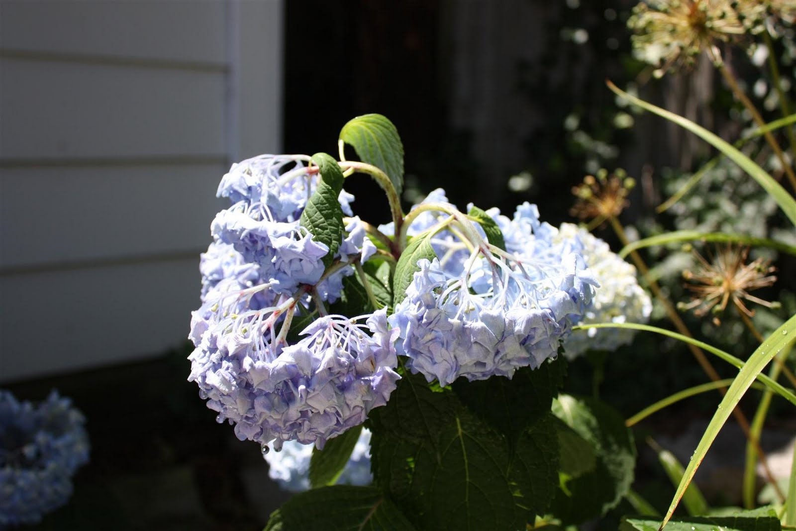 Russet Street Reno Hydrangea Tour