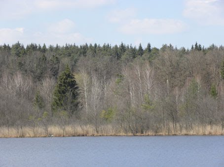 Vom Wachsen und Werden: Heimatspaziergang 1 - Holzöstersee