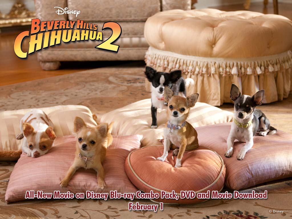 Beverly Hills Chihuahua - Wikipedia