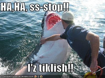 Funny Squirrel Memes - Ticklish Shark - via Devastate Boredom