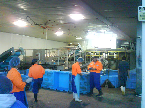 Fish Factory - Tauranga - Nueva Zelanda