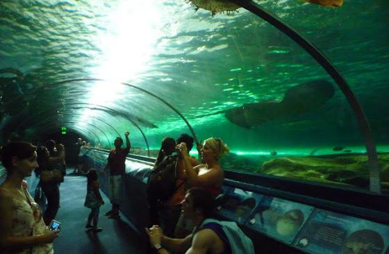 El acuario de Sydney