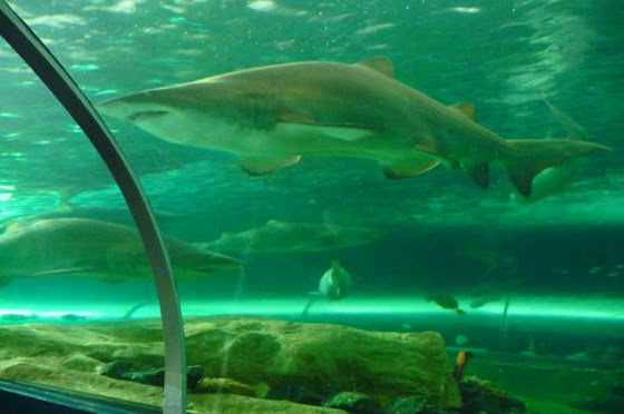 El Aquarium de Sydney en Darling Harbour