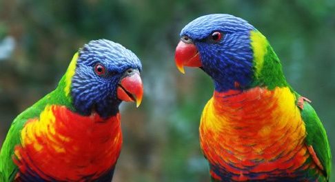 Pájaros australianos