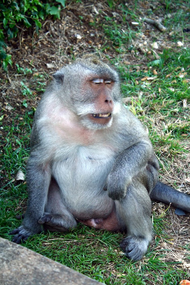 Un mono en Indonesia