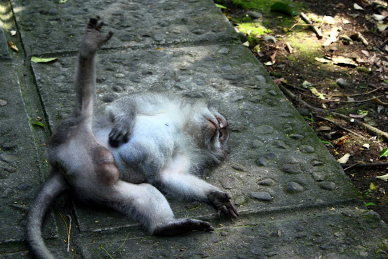 Un mono de Ubud