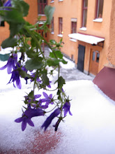 Blommor i snön