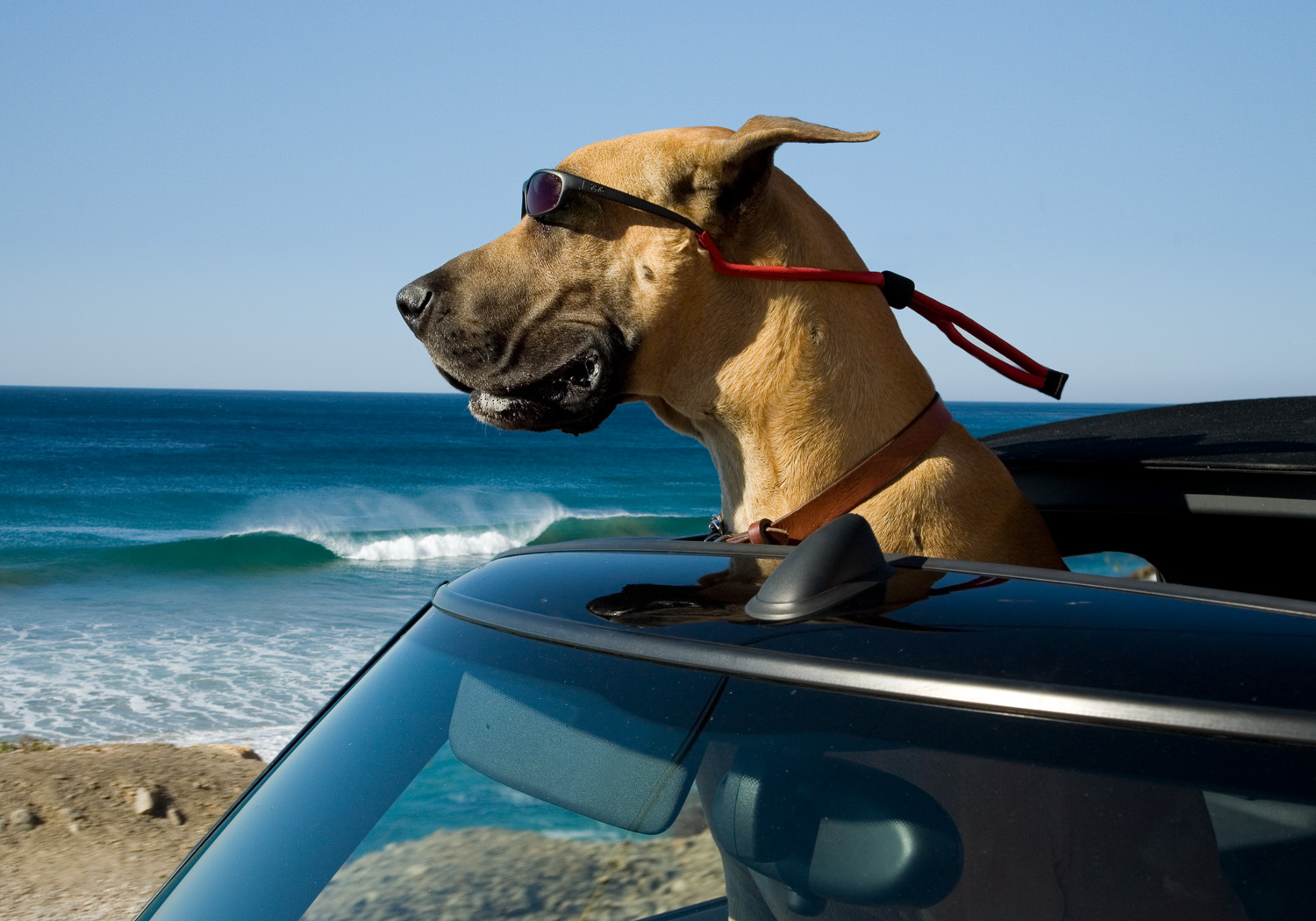 Marmaduke Unleashed!!! Jori's Entertainment Journal