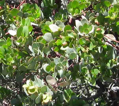 Manzanita Leaves