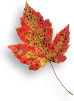 [fall_leaf_left_1.jpg]