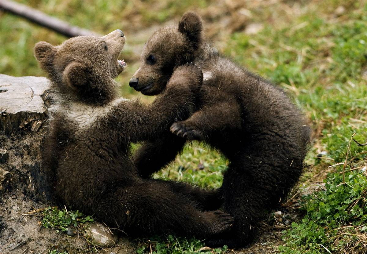 playing bears