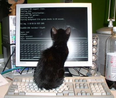 cat+computer.jpg