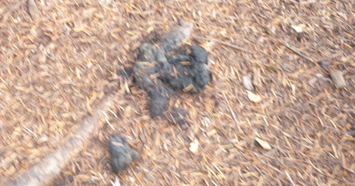 YES, THEY ARE ALL MINE Do Bears Poop in the Woods?