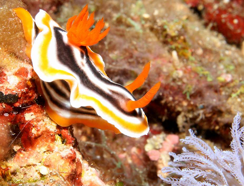 [1_ChromodorisMagnifica0306.jpg]