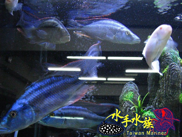 Dimidiochromis Compressiceps Gold
