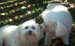 Teddy Kissing Rosie Goodbye