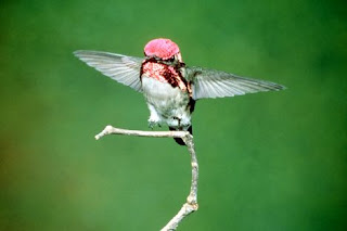 Bee Hummingbird - the smallest bird in the world