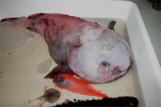 Blobfish - most disgusting fish in the world