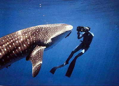 Whale Shark - Biggest fish in the world