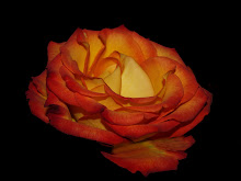 Circus Rose