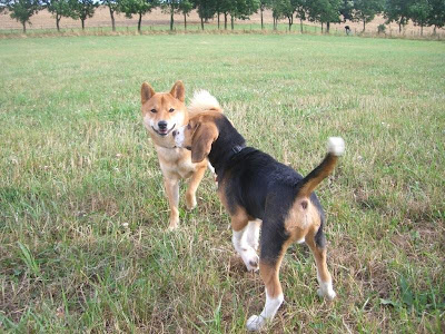 rencontre shiba