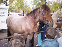 de paarden werden bewonderd door vele kinderen.