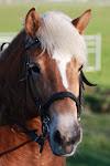 OOK EEN FOTO SERIE VAN UW PAARD, KLIK VOOR VOORBEELD FOTO,S OP DE FOTO HIERONDER