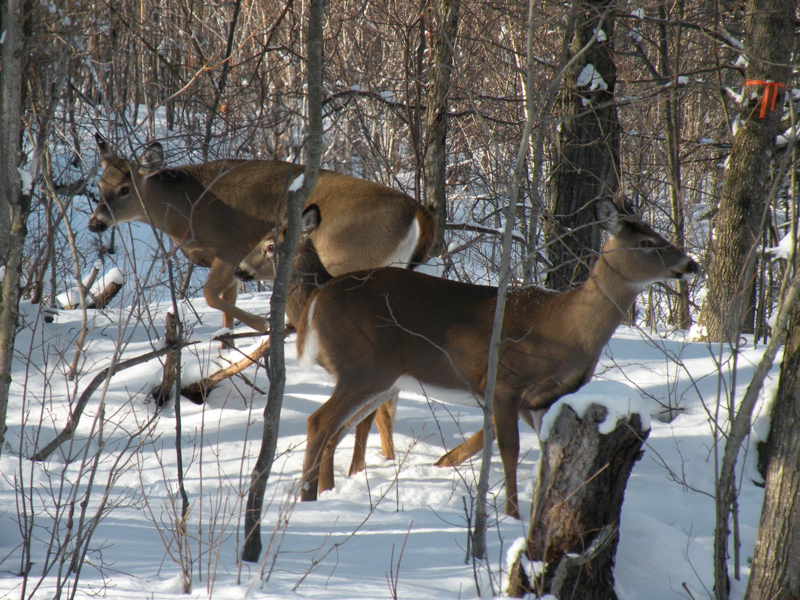 Beauview Cottage Resort BLOG Winter Deer, Lake of Bays, Muskoka, Ontario
