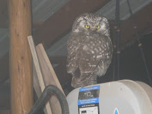 Owl on our front porch sitting on the Band Saw...