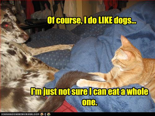 [funny-pictures-cat-likes-dogs1.jpg]