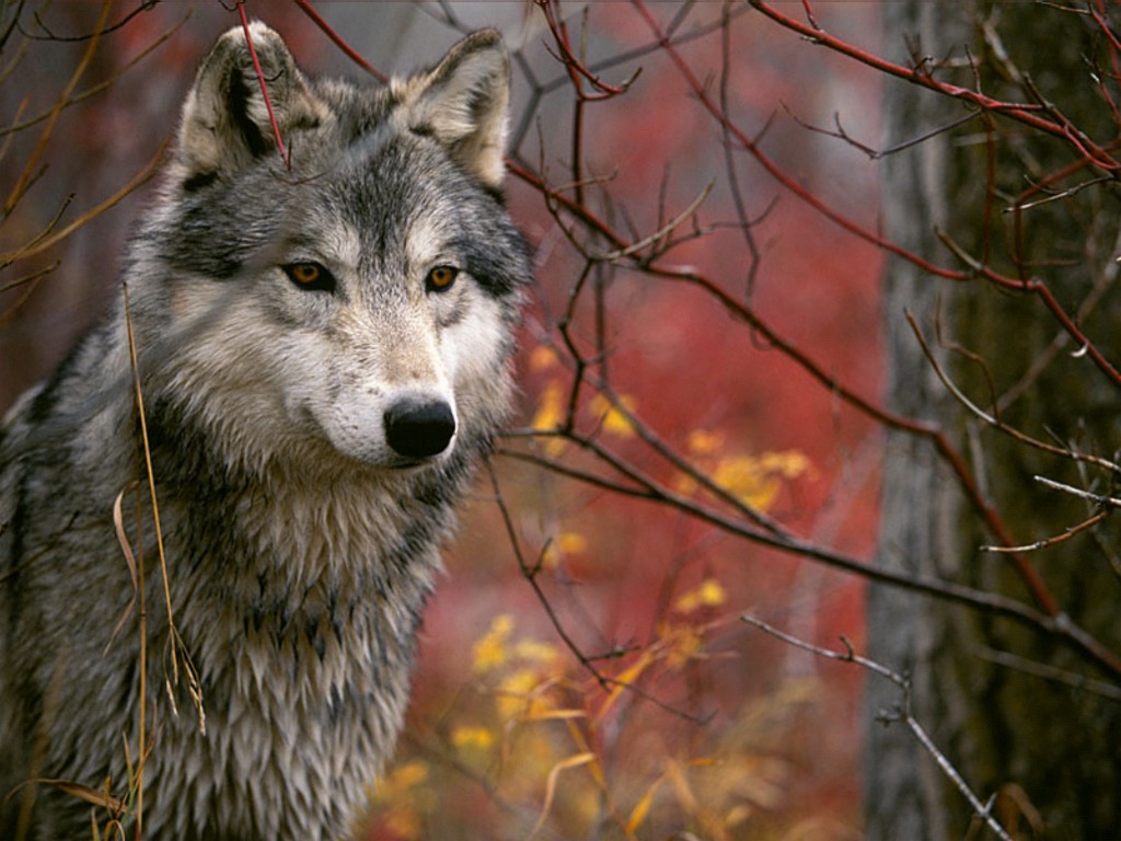 Gray Wolf, now our Best Friend