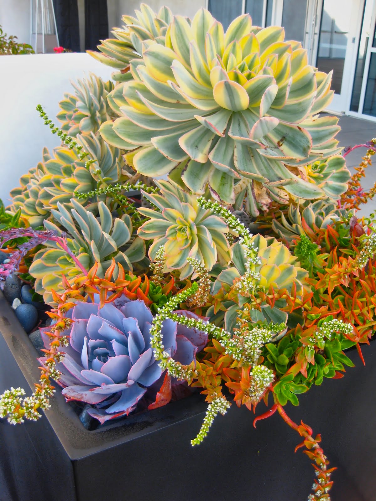 A planter full of colorful succulents. San Diego, California; October
