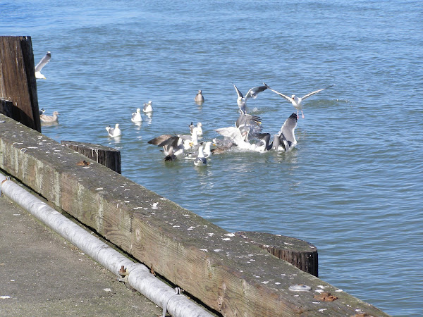 San Franciscan Seagulls