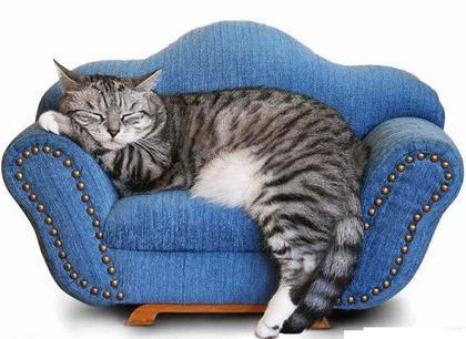 [funny-cats-a8.jpg]