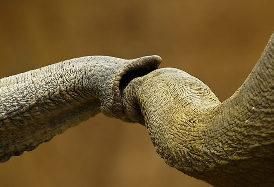 [elefants_friendship.jpg]