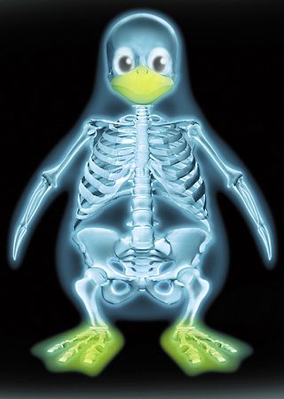 [xray_penguin.jpg]